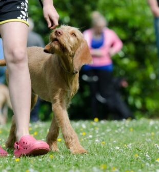 Grundlæggende Hundetræning: Alt hvad du skal vide