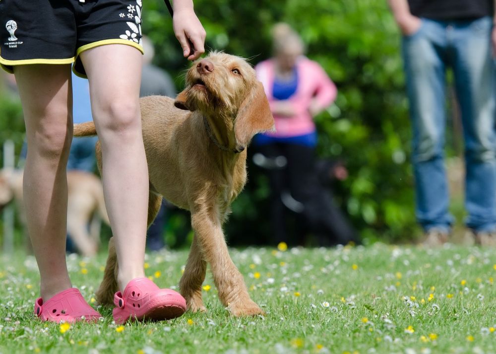 Grundlæggende Hundetræning: Alt hvad du skal vide