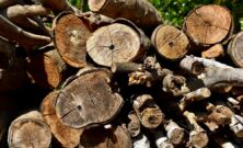 Træfældning nordsjælland  sikkerhed, pris og de bedste løsninger