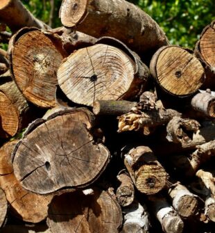 Træfældning nordsjælland  sikkerhed, pris og de bedste løsninger