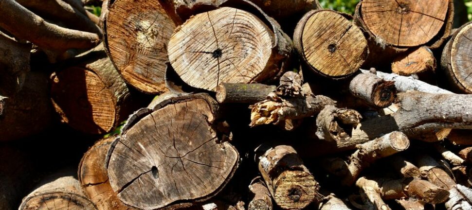 Træfældning nordsjælland  sikkerhed, pris og de bedste løsninger